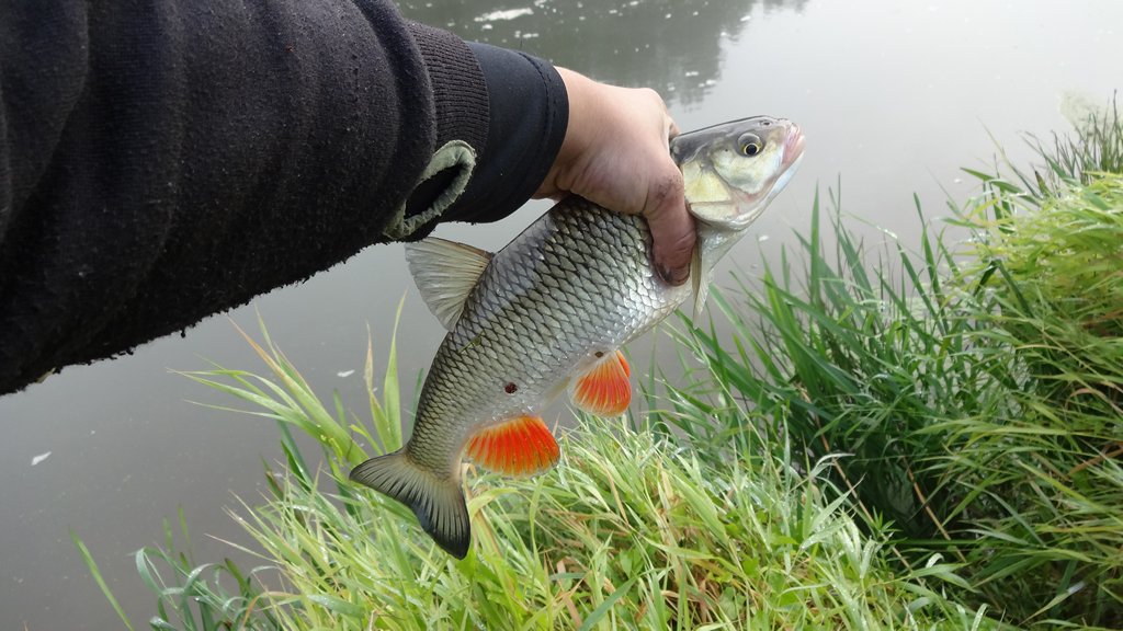 Ловля голавля на фидер летом. Пойманный голавль в руке 